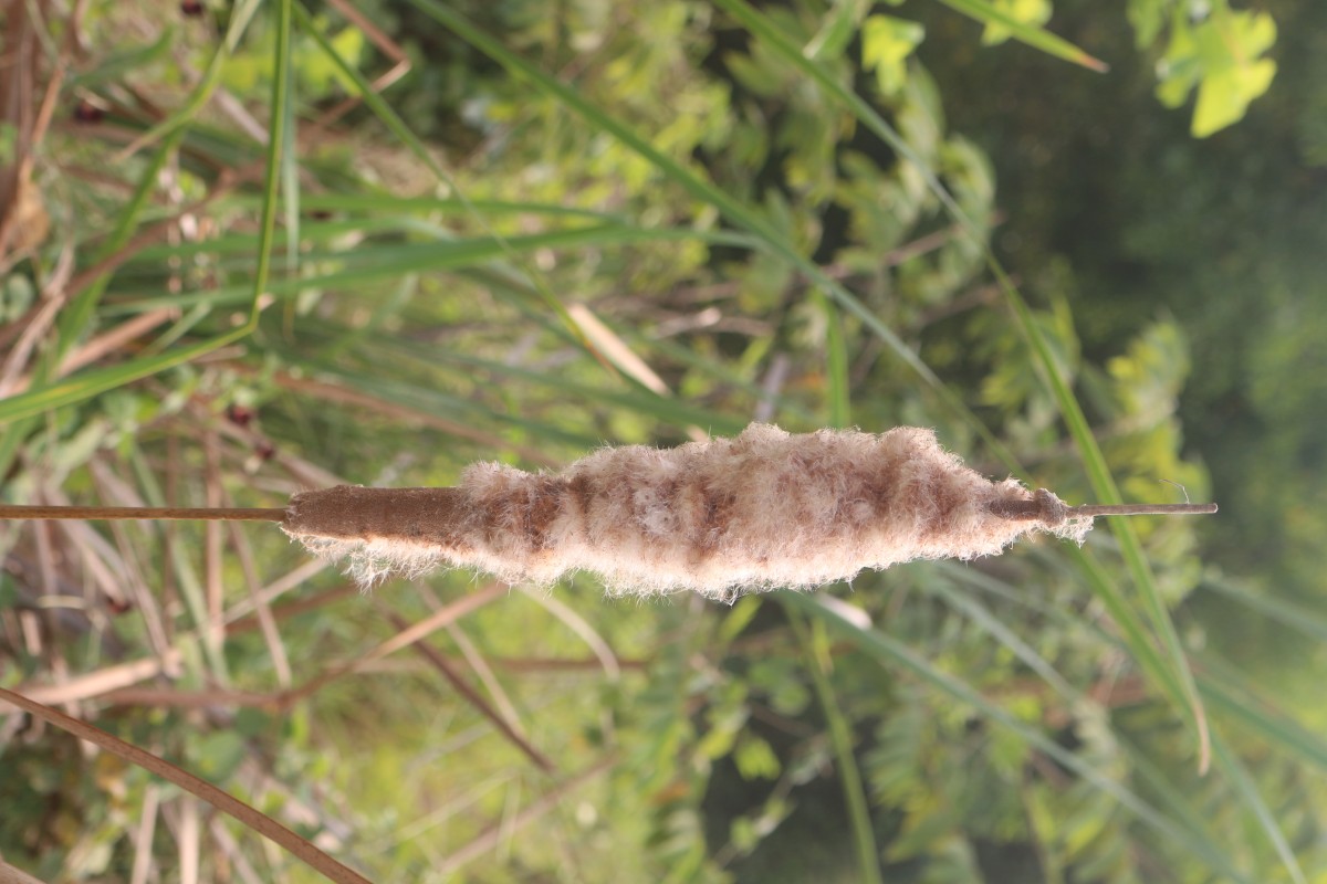 Typha angustifolia L.